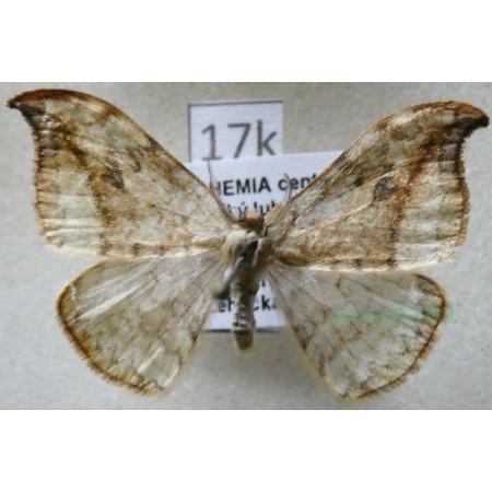 Drepana falcataria (Linnaeus, 1758) male Wycinka sierpianka Czech17k